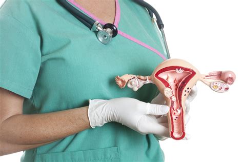 Dissecting the Curse: Understanding the Cursed Female Reproductive Organ